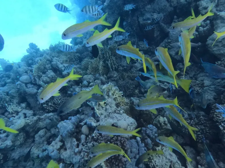 الحيد المرجاني العظيم يتحول لمحمية بحرية في خطوة تاريخية لمصر