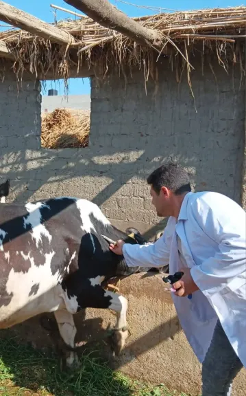 بيطري كفرالشيخ: تحصين 251 ألف رأس ماشية بنهاية الأسبوع السادس من الحملة القومية الثالثة ضد الحمى القلاعية وحمى الوادي المتصدع