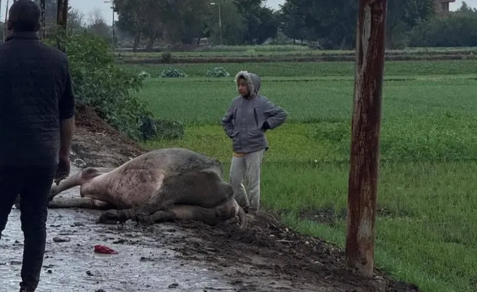 ذعر بين الأهالي بعد ماس كهربائي بطريق عرب النجدي.. ومطالب بتدخل عاجل