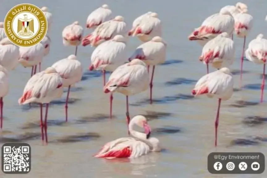عودة الفلامنجو إلى بحيرة قارون.. علامة على نجاح أكبر عملية تعافٍ بيئي في مصر