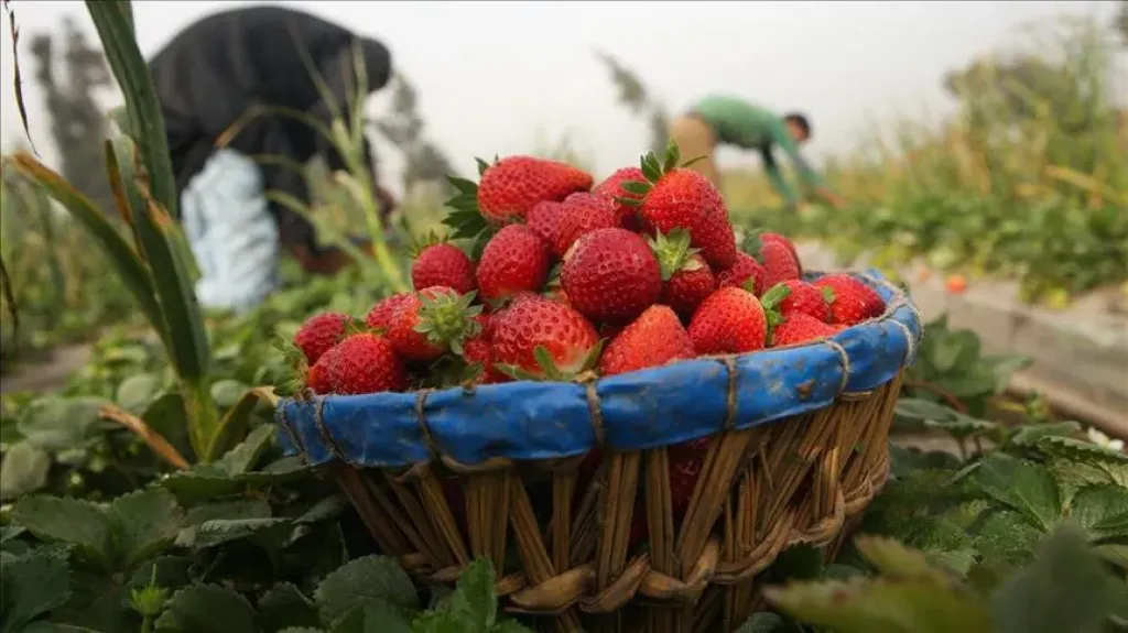 زيادة المساحات والحصاد المبكر للفراولة.. أزمات تعصف بالذهب الأحمر قبل بداية الموسم