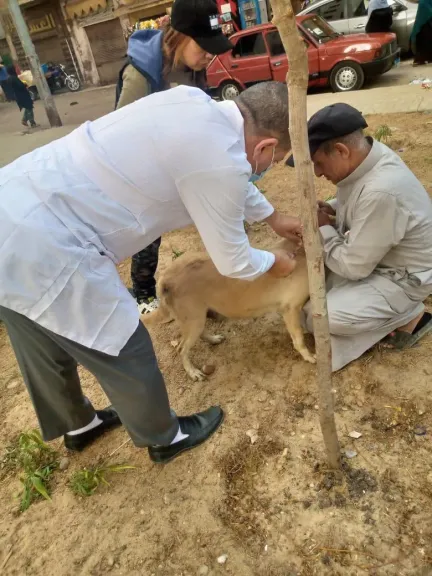 حملات مكثفة لتحصين الكلاب الحرة ضد مرض السعار