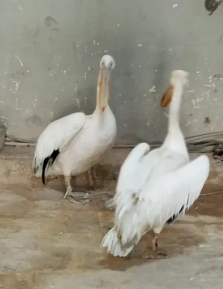 البيئة تواصل شن حملاتها الموسعة بالسويس وجنوب سيناء ومصادرة عدد من طيور البجع من بعض محال بيع الأسماك