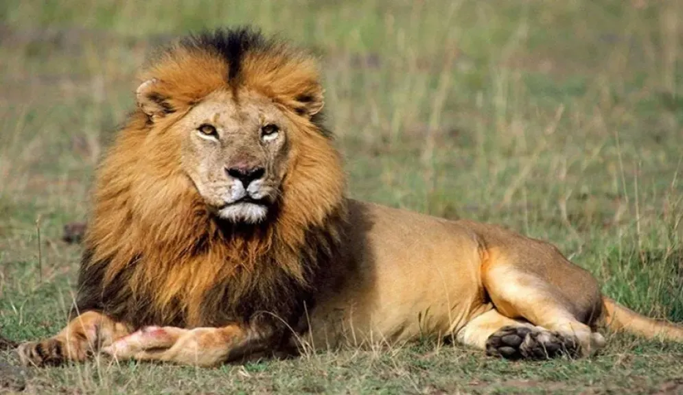 توقعات برج الأسد 2026.. قرارات مصيرية وفرص ذهبية على جميع الأصعدة