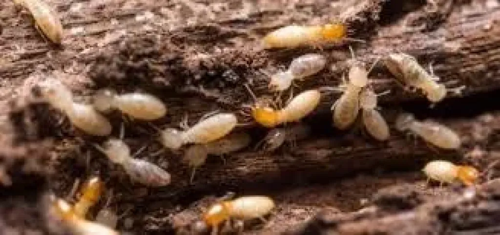 انهيارات مفاجئة تفتح ملف سلامة المنازل الطينية بإسنا