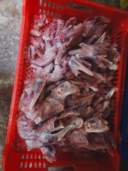 إعدام طن دواجن غير صالحة للاستهلاك الآدمي في حملة تموينية ببنها