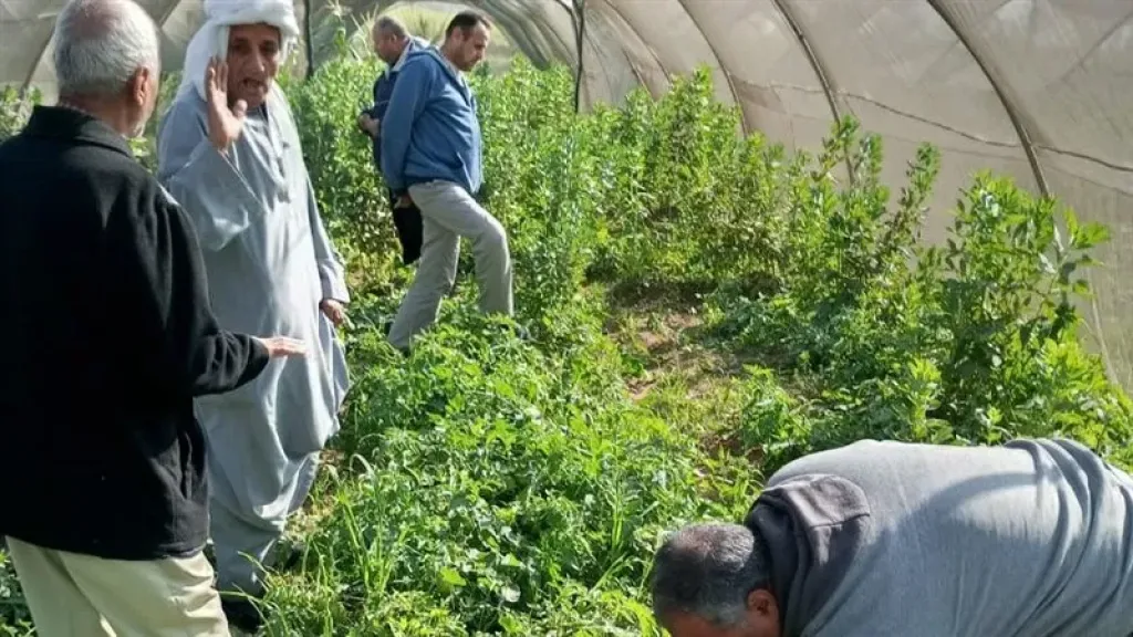 الزراعة تطلق حملات موسعة لمكافحة الآفات ودعم المحاصيل الشتوية في الصعيد