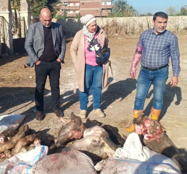 لا تهاون مع الفاسدين.. ضبط 150 كجم لحوم وأحشاء غير صالحة للاستهلاك الآدمي ببنها