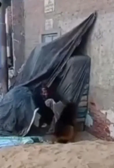 ”سخرية بلا إنسانية”.. الأمن يضبط شاب اعتدى على مسن بكلبه بشبرا الخيمة