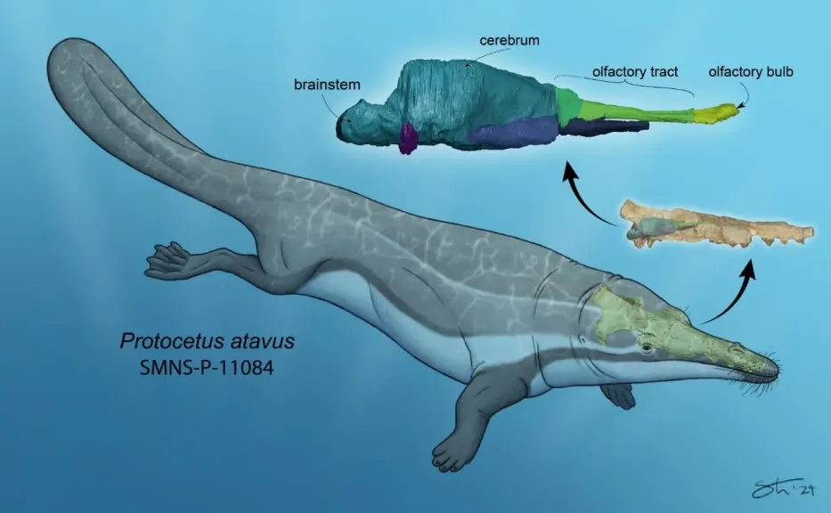 جامعة المنصورة: مركز الحفريات الفقارية يحقق طفرة علمية غير مسبوقة خلال عام 2025 ويعزّز الريادة المصرية عالميًّا