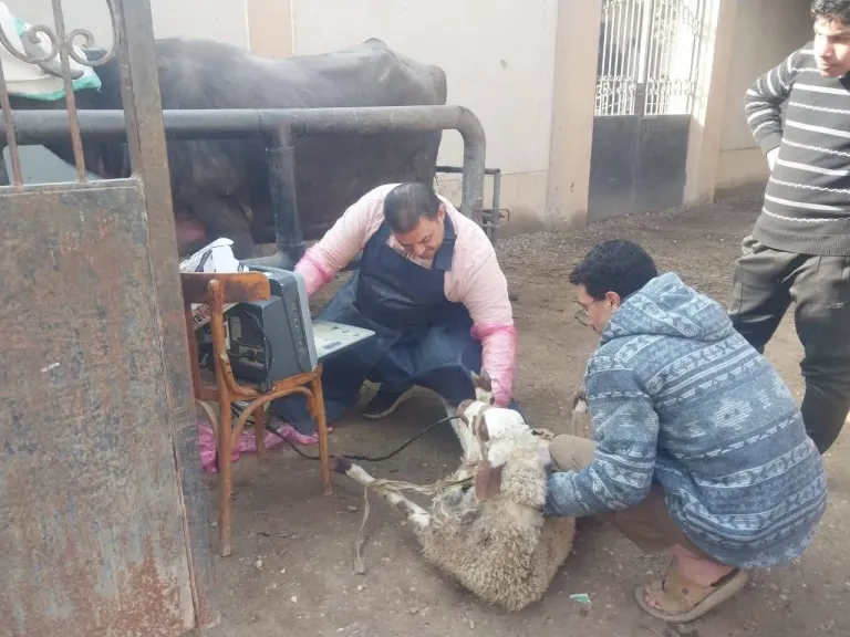 قافلة علاجية بيطرية بقرى مركز بنها لدعم المربين والحفاظ على الثروة الحيوانية