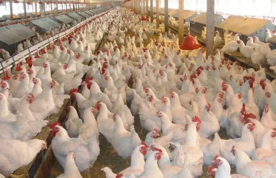 منتجو الدواجن والبيض: خسائر 8 مليارات جنيه تهدد القطاع ومطالبات بتدخل الدولة لحل الأزمة