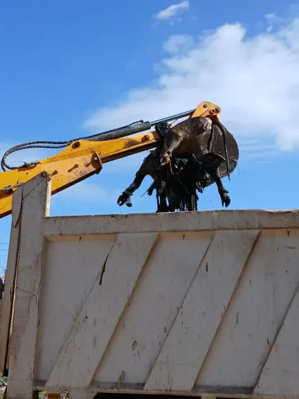 استجابة فورية ومتابعة ميدانية.. رفع حيوانات نافقة من مصرف بالقناطر الخيرية