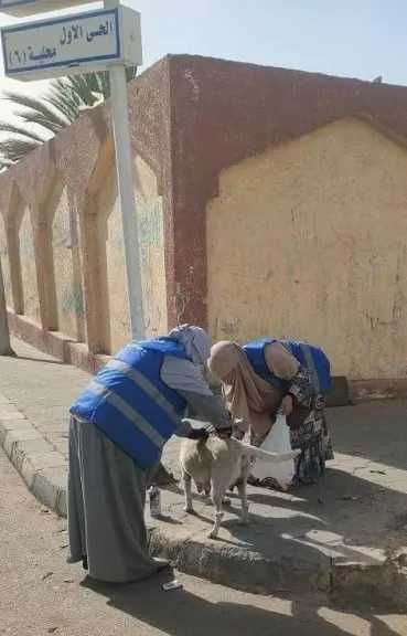 العبور تواجه خطر السعار.. تطعيم 100 كلب ضال ضمن خطة شاملة لحماية الصحة العامة