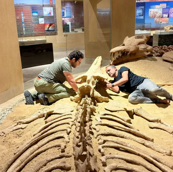 بشعار: «علمٌ يحمي التاريخ، ورؤيةٌ تصون المستقبل».. فريق جامعة المنصورة ينفذ نموذج ثلاثي الأبعاد لحفرية «باسيلوصورس»