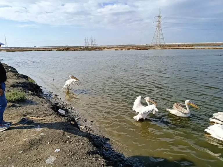 مركز أشتوم الجميل يستقبل 10 بجعات لإعادة تأهيلها وإطلاقها في الطبيعة