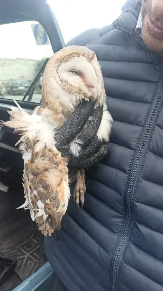 إنقاذ بومة عالقة بأحد عقارات الإسكندرية وإيداعها حديقة الحيوان للعلاج