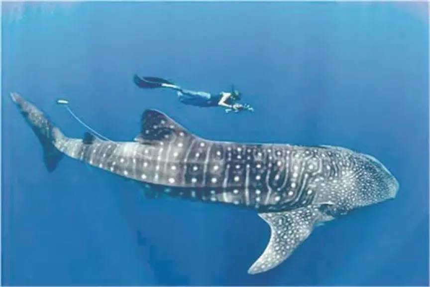 «بهلول المسالم».. فيديو اصطياد وتعذيب قرش نادر يشعل السوشيال ميديا