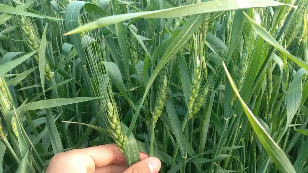 بتكليفات من ”فاروق”.. ”الزراعة” تطلق حملة قومية لحماية محصول القمح من القوارض قبل ”طرد السنابل”