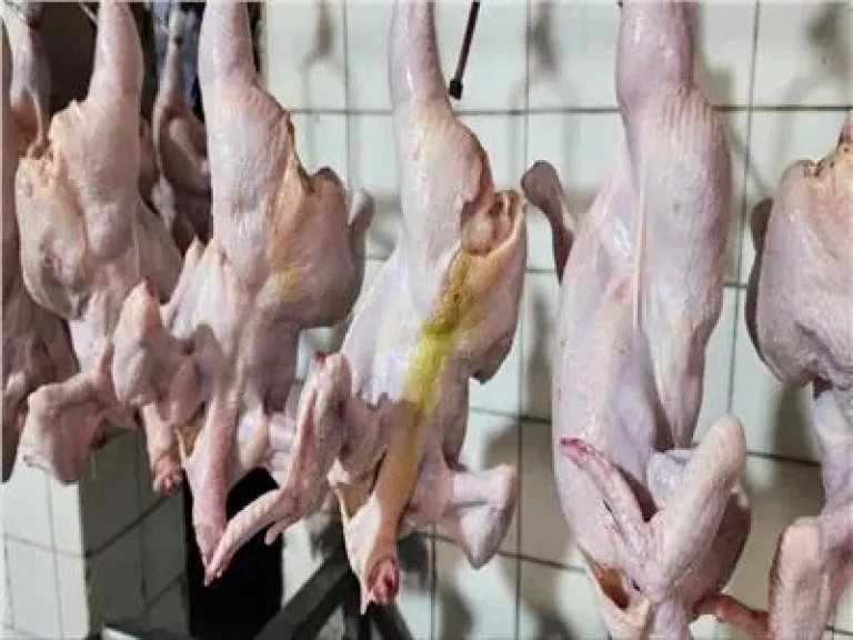 ”تموين الغربية” يضبط 2.5 طن دواجن غير صالحة داخل مجزر مخالف بزفتى