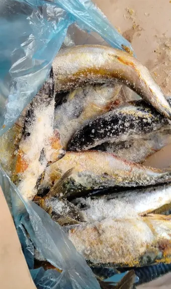 ضربة قوية لأسواق الغش.. ضبط 1600 كجم أغذية منتهية الصلاحية ببنها