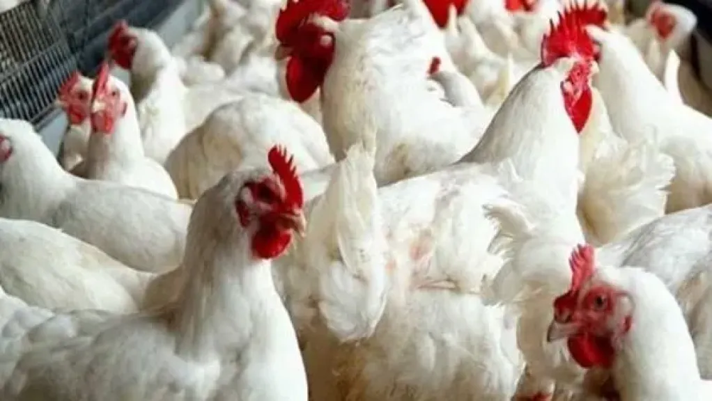 القاهرة للدواجن تُقر تعديل تقرير الإفصاح وتحديث رأس المال بعد الاندماج