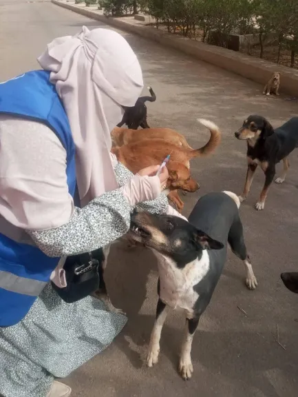 تطعيم 75 كلباً حراً بالعبور ضمن مبادرة «مصر خالية من السعار 2030»