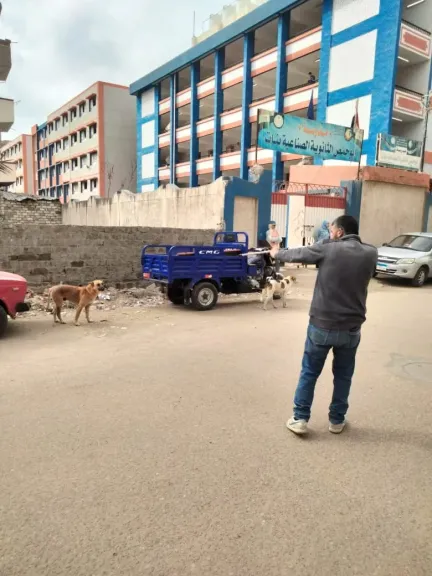 تحصين وتعقيم أكثر من 750 كلبًا ضالًا ضد السعار بالبحيرة