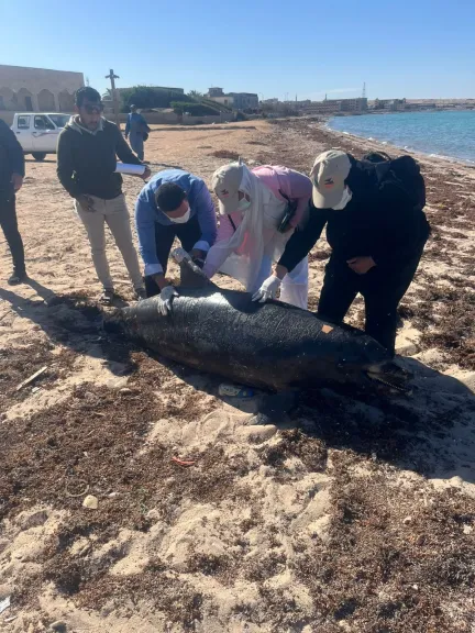 وزيرة التنمية المحلية والبيئة.. الدفن الآمن لدرفيل نافق برأس غارب حفاظًا على البيئة البحرية