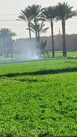 تحرّك فوري من التنمية المحلية والبيئة لمواجهة حرق المخلفات الزراعية بالشرقية