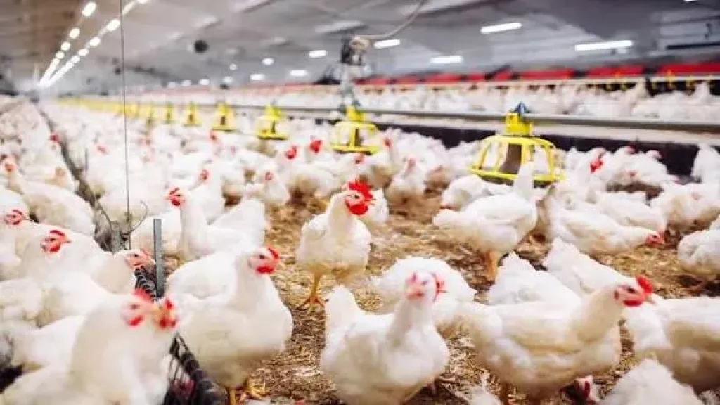 النيابة العامة تُحيل متهمين للمحاكمة الجنائية لارتكابهم ممارسات احتكارية بسوق الدواجن البيضاء