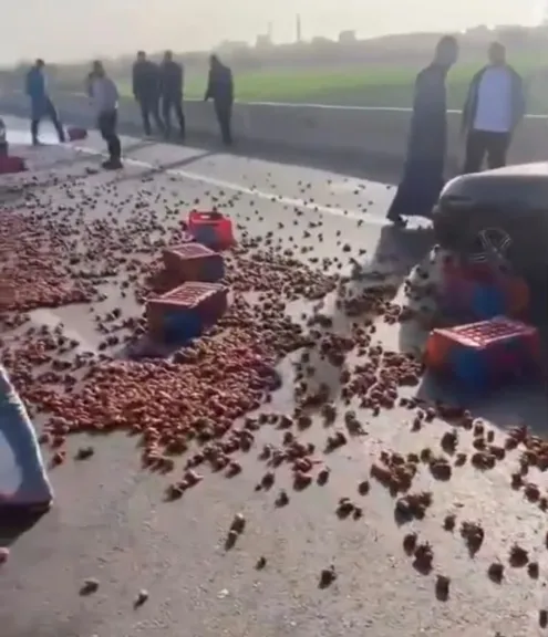 اختلال عجلة القيادة يتسبب في إنقلاب سيارة فراولة بطريق شبرا–بنها