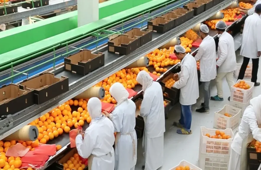 الزراعة تنظم ورشة عمل لدعم مصدري الحاصلات الزراعية ومواكبة تشريعات الاتحاد الأوروبي