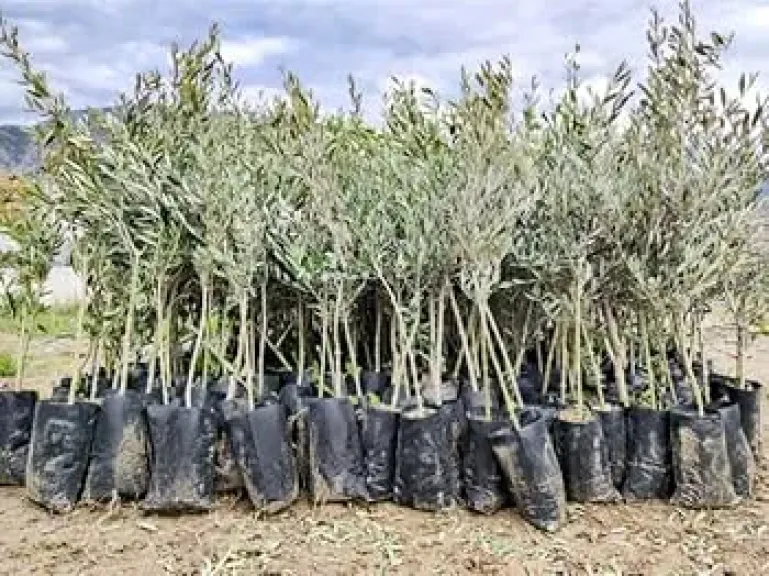 الزراعة” توزع 33 ألف شتلة زيتون بالمجان لدعم التجمعات البدوية بمطروح