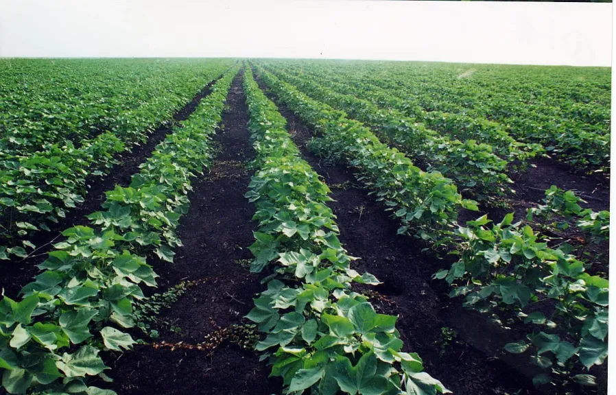 وزارة الزراعة تكثف جهود التوعية لتعزيز منظومة الزراعة التعاقدية