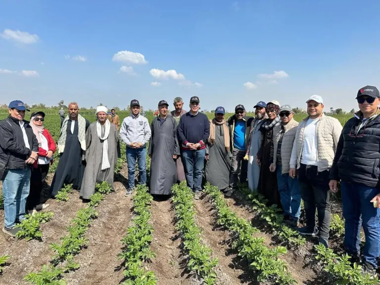 رئيس اتحاد الحاصلات البستانية يتفقد حقول بطاطس بالمنيا لقياس كفاءة الأصناف الجديدة