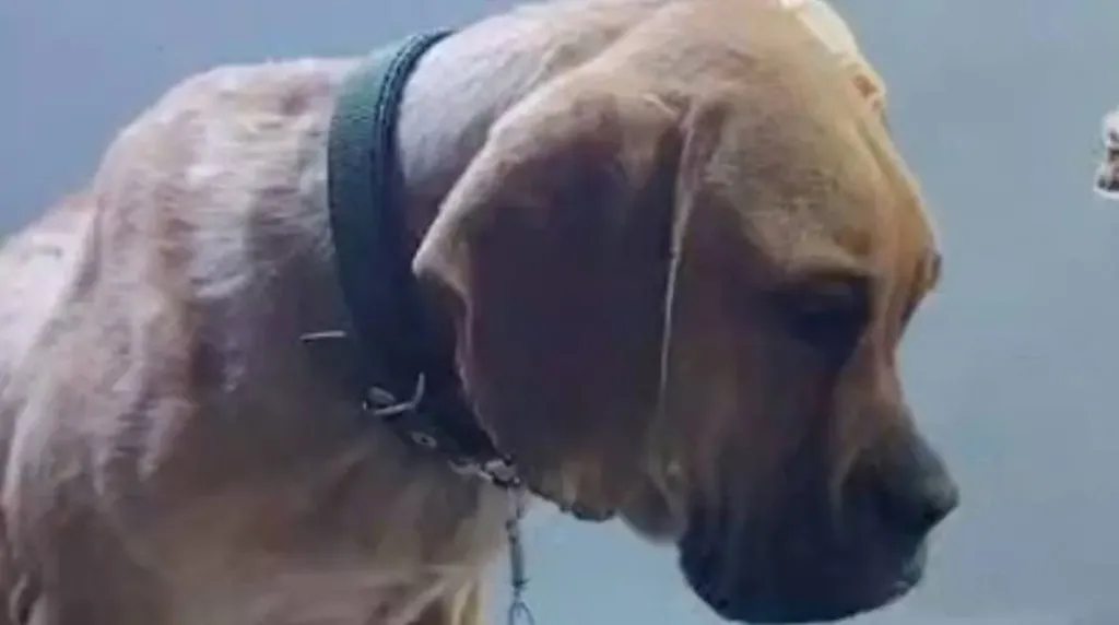 تعرض لنزييف حاد.. القصة الكاملة لواقعة الاعتداء على ”كلب السويس”