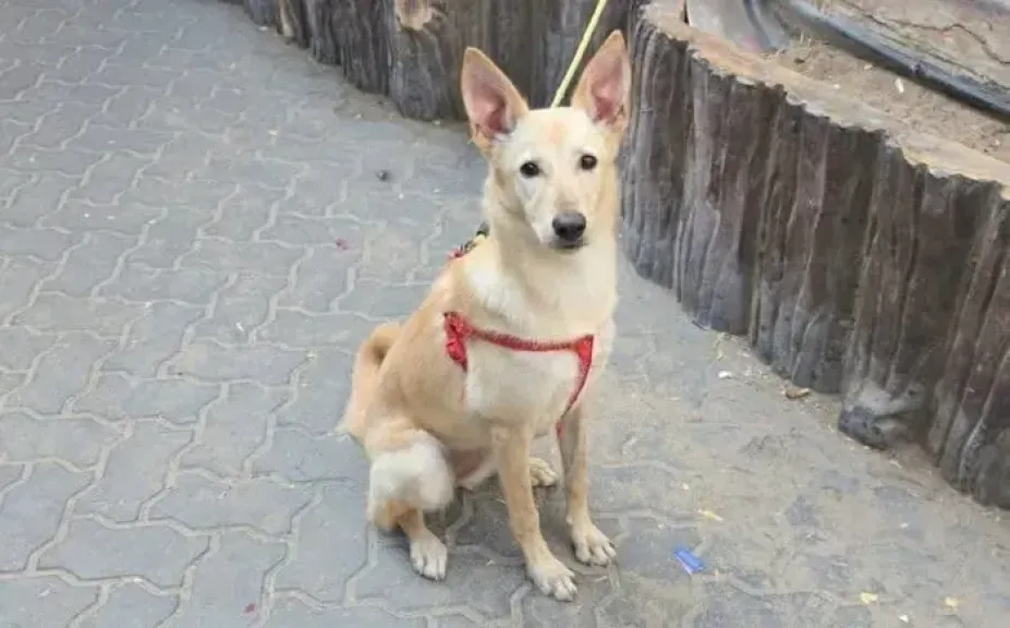 لم ترحم الحرب حتى الحيوانات الأليفة في دبي.. صحيفة «ذا تليجراف» تكشف تفاصيل مثيرة