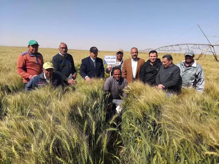 البحوث الزراعية: حالة القمح في توشكى وشرق العوينات ”ممتازة”