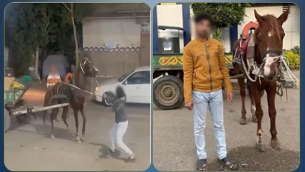 العصا تحولت إلى جريمة.. اعتداء وحشي علي حصان بطوخ والأمن يضبط الجاني