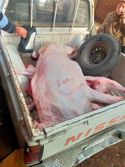 حملات تموينية مكثفة بكفر الشيخ.. تحرير 155 مخالفة بالمخابز وضبط لحوم وأسماك غير صالحة للاستهلاك