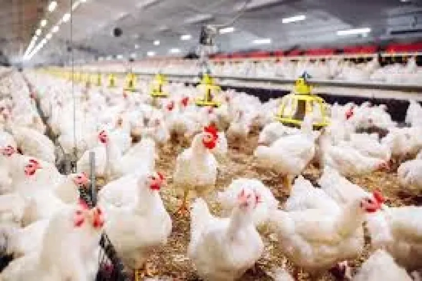 ارتفاع خسائر المصرية للدواجن بنسبة 70% خلال 2025