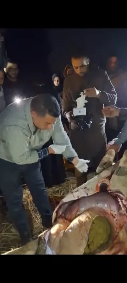 نفوق وإصابة عدد من المواشي بمحافظة كفرالشيخ والطب البيطري إجراء عملية تشريح للوقوف على سبب النفوق ومديرية الزراعة حملات علي مصانع الاعلاف