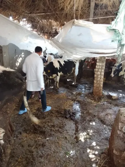 تحصين أكثر من 64 ألف رأس ماشية بالغربية ضمن الحملة القومية لعام 2026