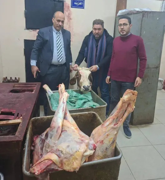 حملة تموينية بالغربية تضبط بقرة مذبوحة مريضة قبل طرحها بالأسواق