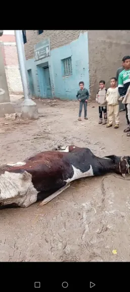 نفوق بقرة صعقًا بالكهرباء بقرية الهشاترة في الفيوم.. ومطالبات بفحص شبكات الكهرباء وتعويض المتضرر