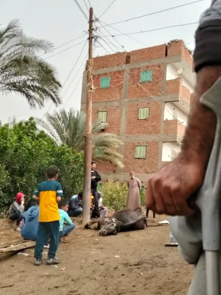 الطقس السيئ يضرب الفيوم مجددًا.. نفوق جاموسة صعقًا بالكهرباء بطامية وتحذيرات من تكرار الحوادث