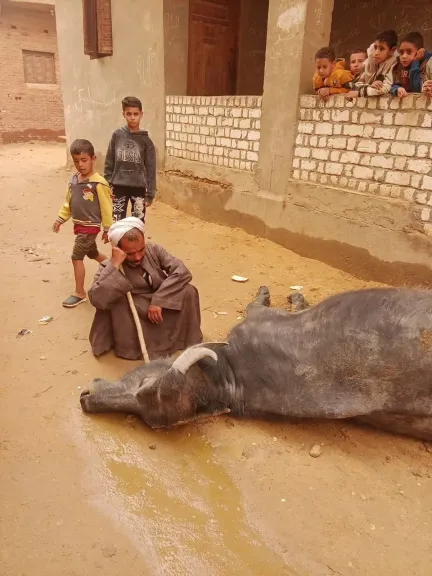 مأساة فلاح في الفيوم.. صعق كهربائي ينهي حياة جاموسة ويحرم أسرة من مصدر رزقها