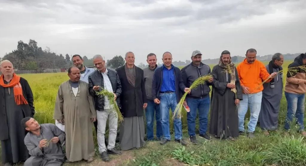 حصاد مبشر للكتان بالغربية.. إنتاجية مرتفعة في ”ميت الحارون” تعزز آمال موسم ناجح