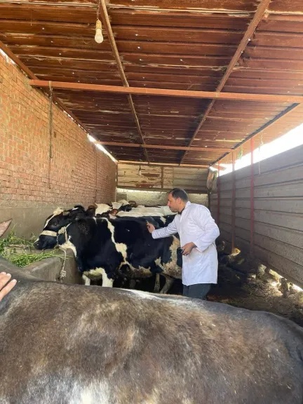 الزراعة: تحصين مليون رأس ماشية في الأسبوع الأول للحملة القومية ضد الجلد العقدي وجدري الأغنام